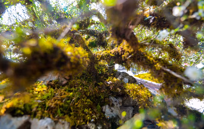  Theo tìm hiểu, năm nay anh Trường chỉ có ý định cho thuê chứ không bán. Bởi đây là tác phẩm chứa đựng tâm huyết trong gần 1 năm trời tạo tác và chăm sóc tỉ mỉ. Thứ nữa, nếu bán đứt thì giá rất cao và phải gặp khách “ý hợp tâm đầu”