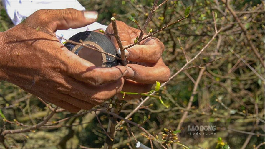  Trong khi làm phải thật kĩ lưỡng để không làm gãy nhánh và nụ mai, động tác phải khéo, nhanh, dứt khoát. 