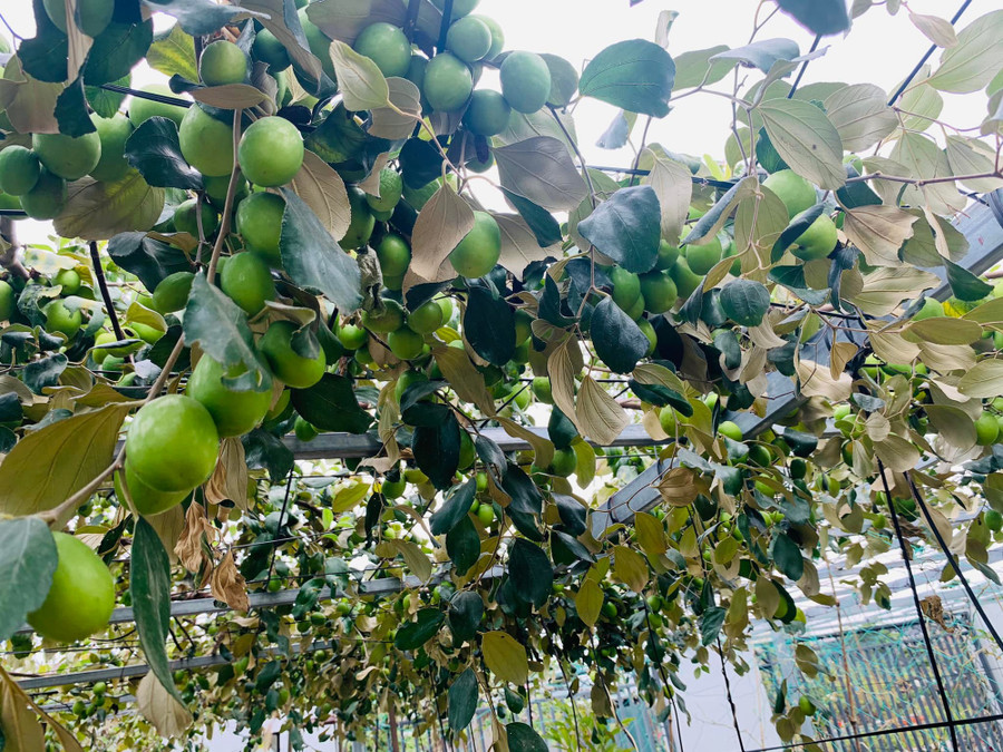 Cây táo nhà chị Yến Phương chi chít quả, ai nhìn cũng phát thèm.