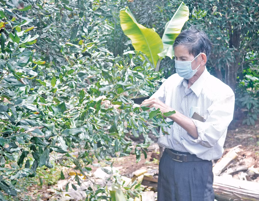  Ông Phạm Hữu Đương kiểm tra vườn mắc ca của gia đình ở xã Ia Phìn (huyện Chư Prông). Ảnh: Hoàng Cư