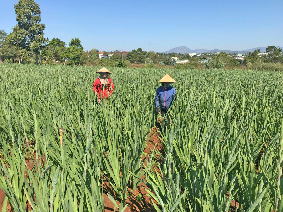 Người dân xã Trà Đa tất bật thu hoạch hoa lay ơn phục vụ Tết Nhâm Dần. Ảnh: Nguyễn Diệp