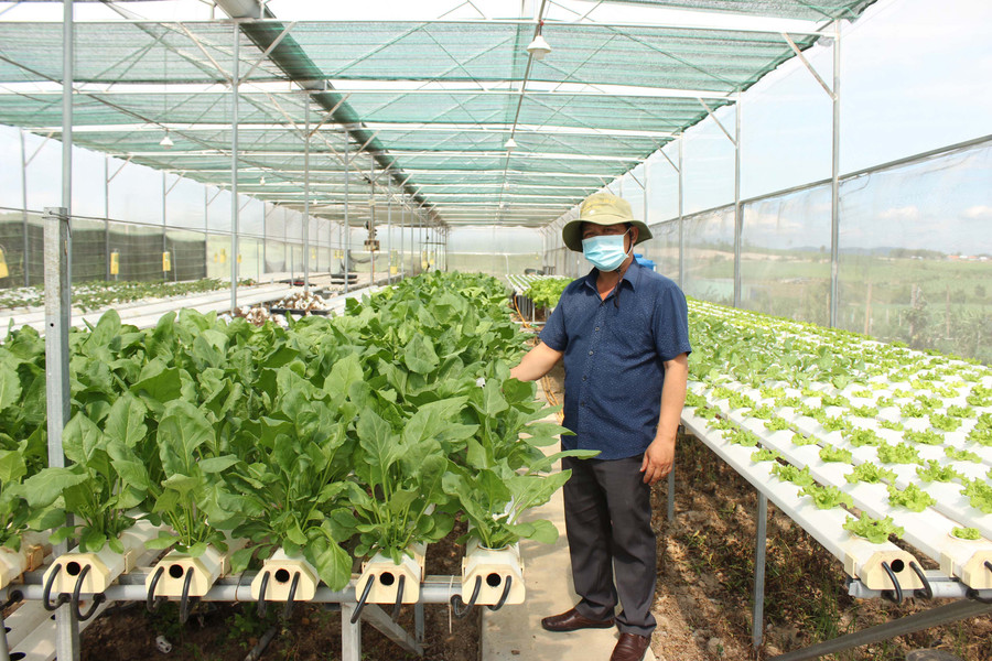 Trồng rau thủy canh tại Hợp tác xã nông nghiệp Tú An 1. Ảnh: Nguyễn Diệp Trồng rau thủy canh tại Hợp tác xã nông nghiệp Tú An 1. Ảnh: Nguyễn Diệp