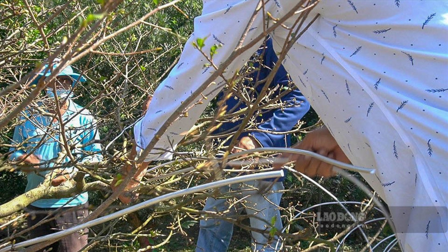 Anh Đúng cho biết, thường vào khoảng tháng 11 dương lịch là khách sẽ tìm sửa mai rất nhiều để kịp chưng Tết, còn với những cây khó thì phải làm sớm hơn từ trước đó. 