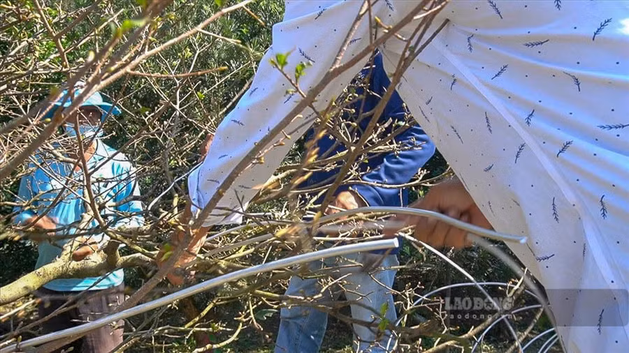 Anh Đúng cho biết, thường vào khoảng tháng 11 dương lịch là khách sẽ tìm sửa mai rất nhiều để kịp chưng Tết, còn với những cây khó thì phải làm sớm hơn từ trước đó. 