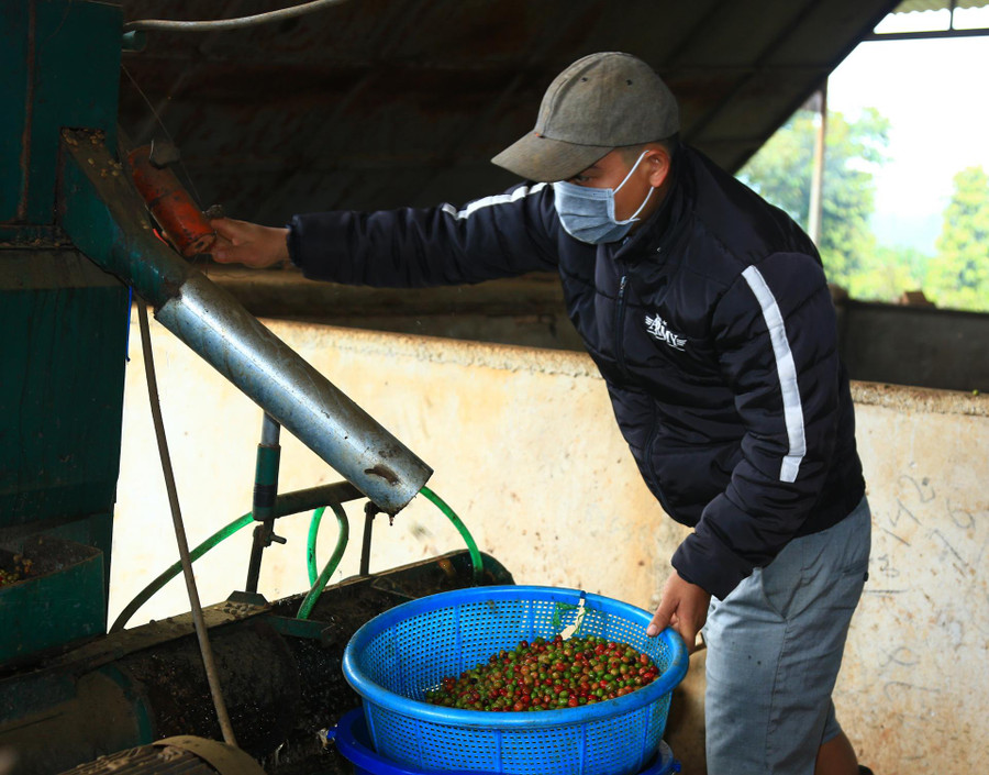 Chế biến cà phê ướt sau thu hoạch tại Hợp tác xã Sản xuất nông nghiệp, thương mại và dịch vụ Minh Toàn Lợi (huyện Krông Năng). Chế biến cà phê ướt sau thu hoạch tại Hợp tác xã Sản xuất nông nghiệp, thương mại và dịch vụ Minh Toàn Lợi (huyện Krông Năng).