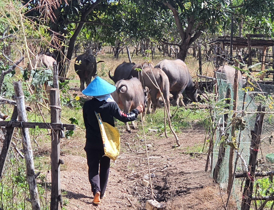 Nhiều người dân theo thói quen của người Thái vẫn nuôi trâu khi định cư ở Tây nguyên. Ảnh: Trần Hiếu Nhiều người dân theo thói quen của người Thái vẫn nuôi trâu khi định cư ở Tây nguyên. Ảnh: Trần Hiếu