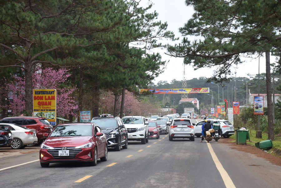 Du khách trong và ngoài tỉnh đến Khu du lịch sinh thái Quốc gia Măng Đen ngắm mai anh đào. Ảnh: VP Du khách trong và ngoài tỉnh đến Khu du lịch sinh thái Quốc gia Măng Đen ngắm mai anh đào. Ảnh: VP