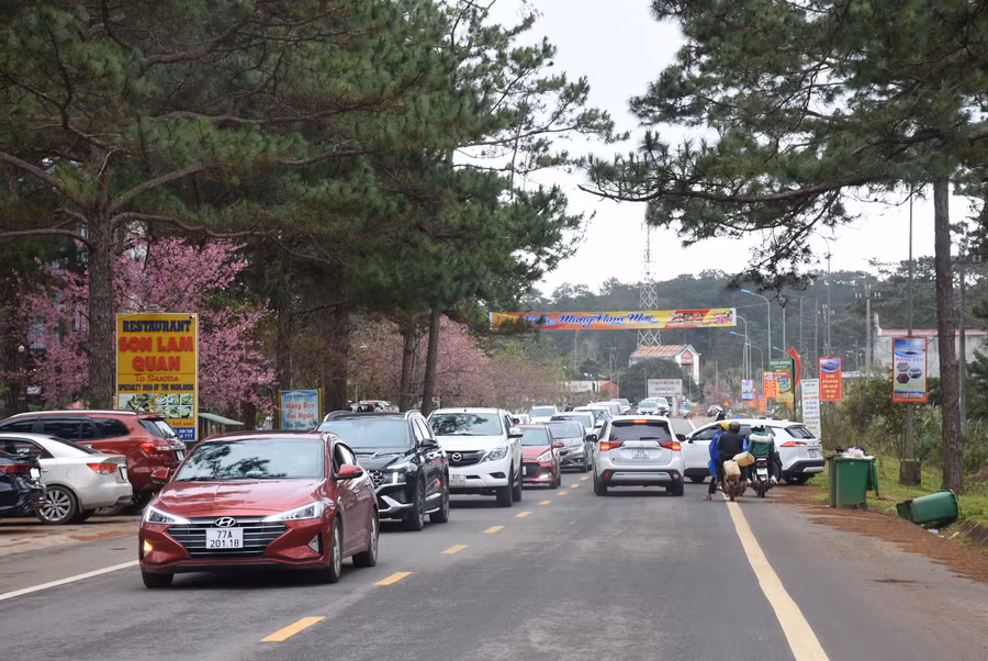 Du khách trong và ngoài tỉnh đến Khu du lịch sinh thái Quốc gia Măng Đen ngắm mai anh đào. Ảnh: VP