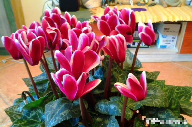 Cây cảnh sen cạn. Ảnh SH Cây cảnh sen cạn. Ảnh SH