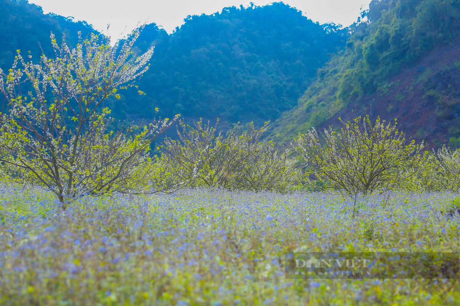 Để đến với cung đường tuyệt đẹp này, khách du lịch sẽ phải đi bộ quãng đường khoảng 7km từ thung lũng Na Ka đến Phiêng Cành.