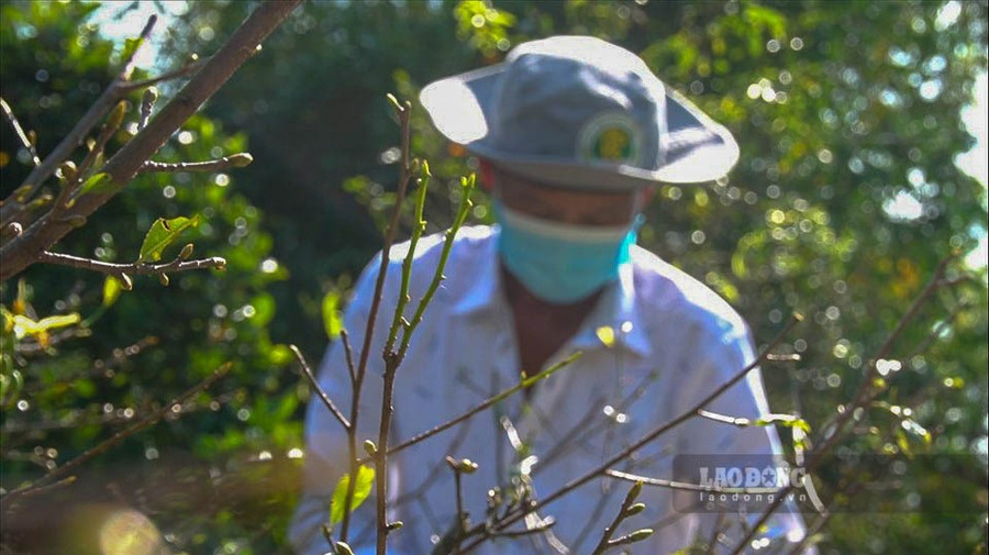 Anh Nguyễn Văn Đúng (ngụ huyện Tân Hiệp, Kiên Giang) là một người làm nghề sửa mai và cây kiểng gần 15 năm. Dịp Tết này, anh Đúng đi liên tục đến các vườn không có ngày nghỉ vì số lượng khách đặt hẹn sửa mai quá nhiều. 
