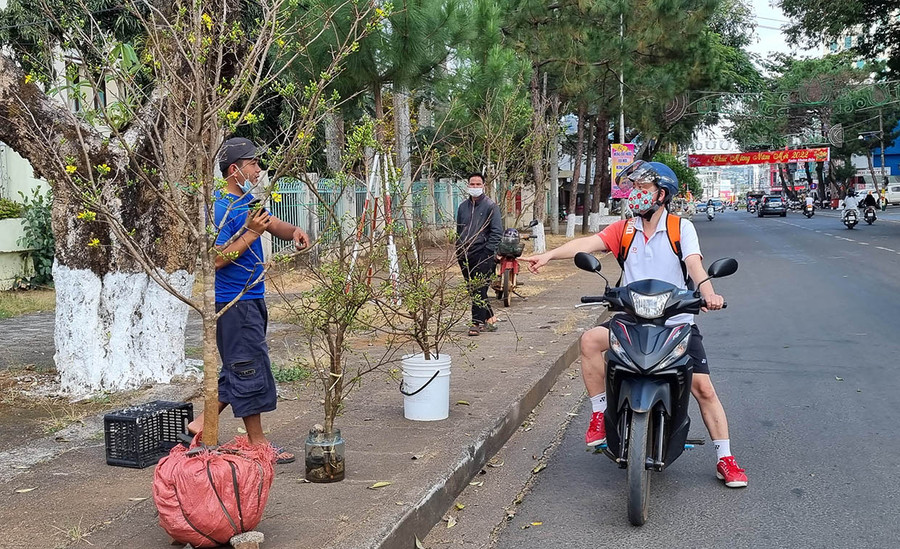 Mai vàng được bày bán trên đường Quang Trung (TP. Pleiku). Ảnh: Hà Phương Mai vàng được bày bán trên tuyến đường Quang Trung (TP. Pleiku). Ảnh: Hà Phương