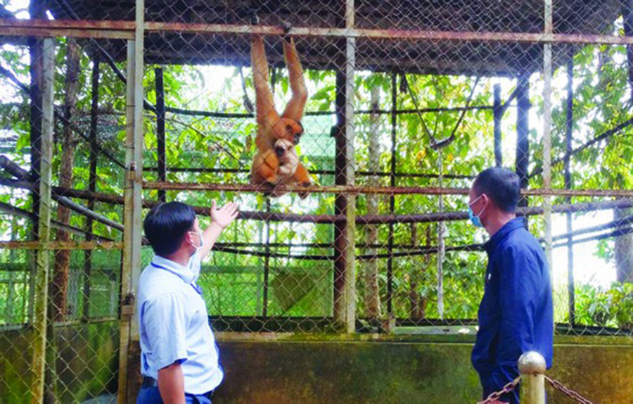 Khu vực nuôi nhốt linh trưởng tại VQG Bù Gia Mập trước khi thả về rừng