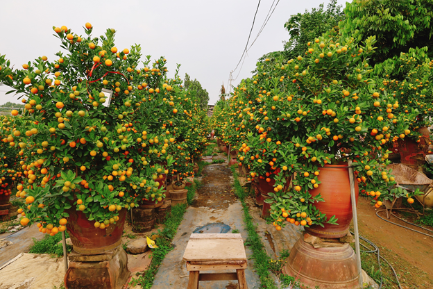 Các vườn trồng cây quất cảnh ở Tứ Liên thưa thớt người hỏi mua. Ảnh: N.T