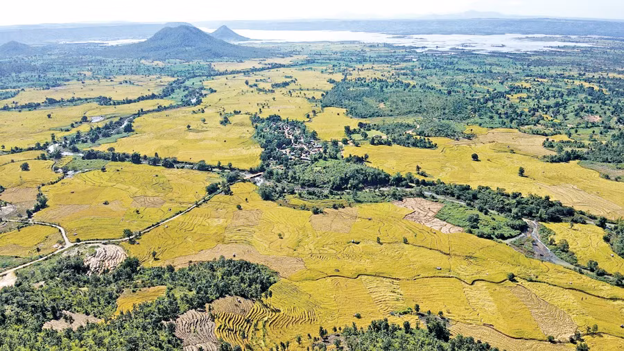 Cánh đồng vàng Đak Trôi nằm bên bờ hồ Ayun Hạ hùng vĩ. Ảnh: Lê Gia Cánh đồng vàng Đak Trôi nằm bên bờ hồ Ayun Hạ hùng vĩ. Ảnh: Lê Gia