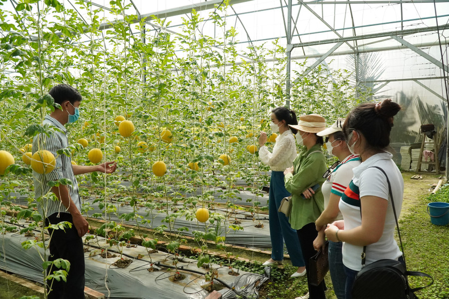 Chủ vườn giới thiệu về giống dưa hấu vàng ruột đỏ cùng các bạn trẻ. Ảnh: Xuân Phúc