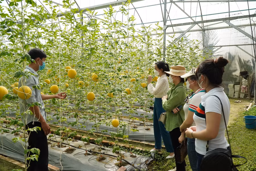 Chủ vườn giới thiệu về giống dưa hấu vàng ruột đỏ cùng các bạn trẻ. Ảnh: Xuân Phúc