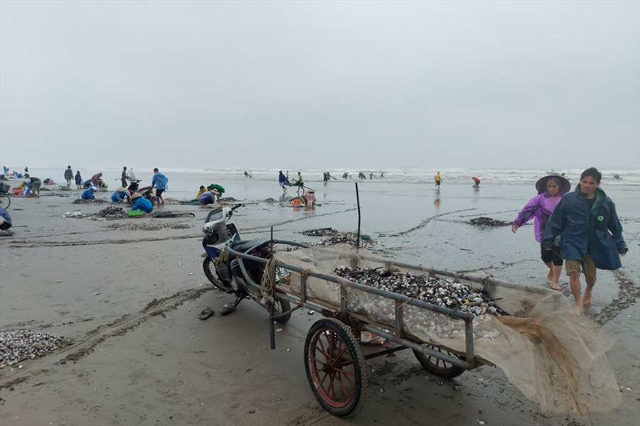 Những thanh niên khỏe mạnh ra biển nơi sâu ngang đầu gối dùng vợt vớt sò. Ảnh: TT