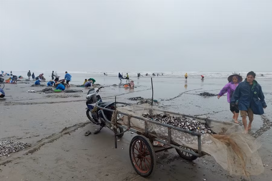 Những thanh niên khỏe mạnh ra biển nơi sâu ngang đầu gối dùng vợt vớt sò. Ảnh: TT