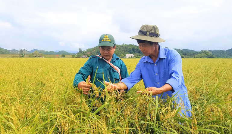  Nếp quýt chín vàng óng tỏa hương thơm ngào ngạt khắp cánh đồng Đạ Tẻh thêu dệt vẻ đẹp làm say đắm lòng người. Hiện, toàn xã An Nhơn có khoảng 300 ha trông nếp quýt với khoảng 700 hộ dân tham gia sản xuất