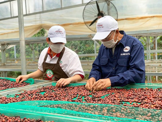Sản xuất cà phê ở Đắk Lắk. Ảnh: Mai Cường Sản xuất cà phê ở Đắk Lắk. Ảnh: Mai Cường
