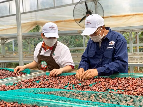 Sản xuất cà phê ở Đắk Lắk. Ảnh: Mai Cường