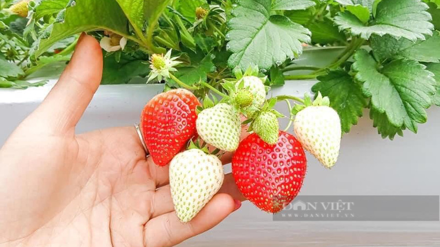 Dâu tây được trồng tại xã Cò Nòi, huyện Mai Sơn sai trĩu quả, chín mọng nước, tỏa hương thơm nức mũi. Ảnh: Văn Ngọc