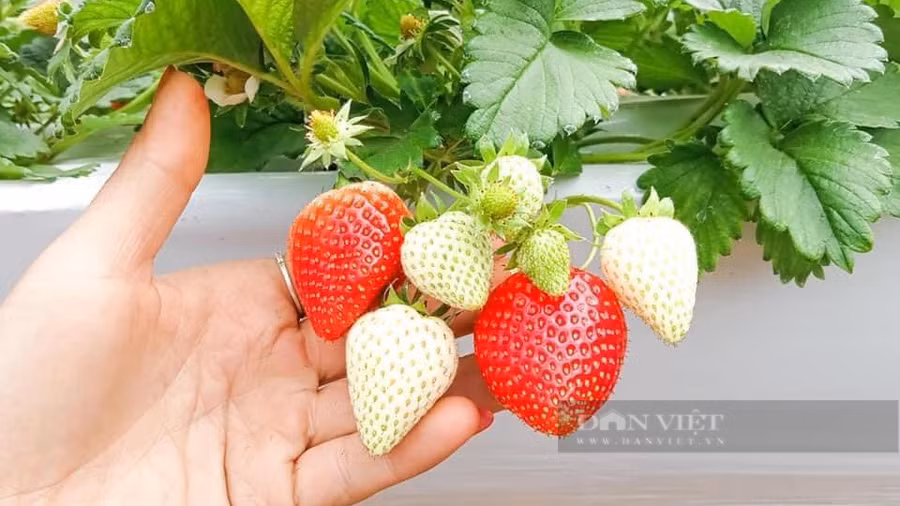 Dâu tây được trồng tại xã Cò Nòi, huyện Mai Sơn sai trĩu quả, chín mọng nước, tỏa hương thơm nức mũi. Ảnh: Văn Ngọc