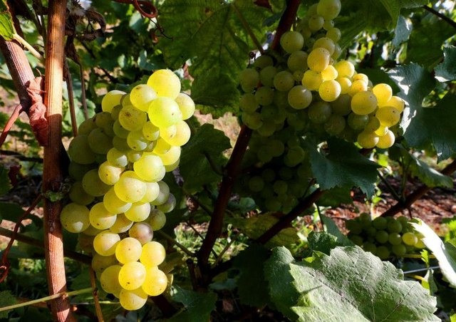 Người Tây Ban Nha ăn liên tiếp 12 quả nho xanh vào thời khắc giao thừa. Ảnh: AFP