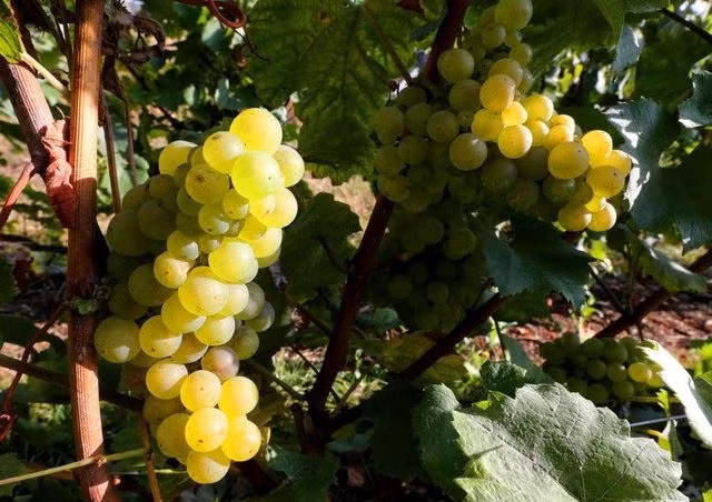 Người Tây Ban Nha ăn liên tiếp 12 quả nho xanh vào thời khắc giao thừa. Ảnh: AFP