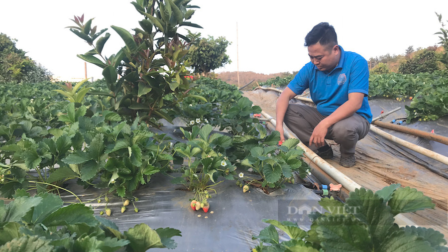 Anh Nguyễn Văn Nam, tiểu khu Tân Thảo, xã Cò Nòi, huyện Mai Sơn, tỉnh Sơn La thực hiện tưới ẩm cho vườn dâu tây của gia đình. Ảnh: Văn Ngọc