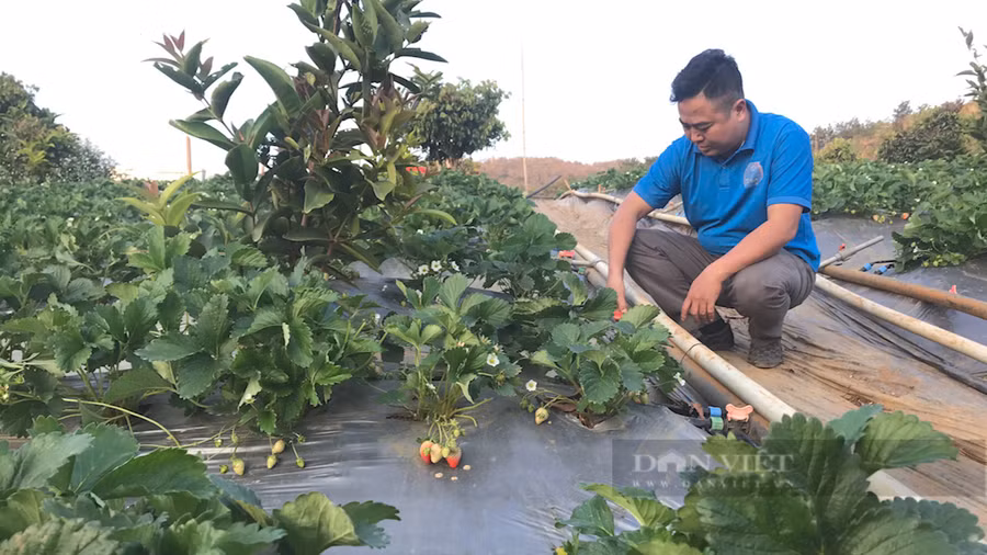 Anh Nguyễn Văn Nam, tiểu khu Tân Thảo, xã Cò Nòi, huyện Mai Sơn, tỉnh Sơn La thực hiện tưới ẩm cho vườn dâu tây của gia đình. Ảnh: Văn Ngọc