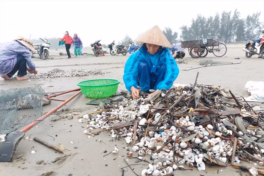 Người dân xã Cương Gián ra biển gom nhặt sò dạt vào bờ. Ảnh: TT.