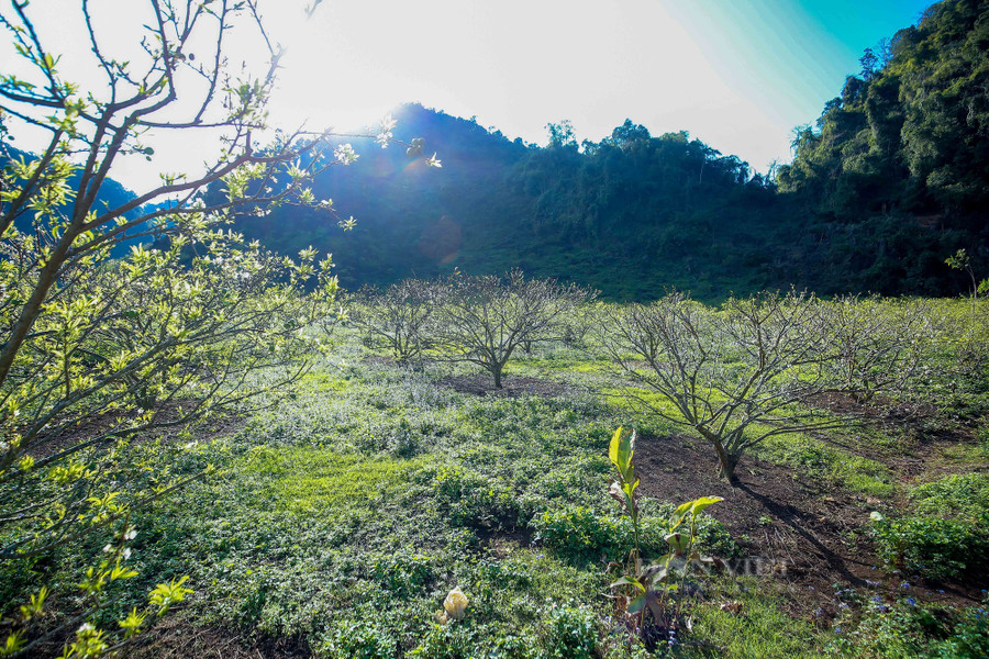  Hoa mận thường nở đẹp rực rỡ trong khoảng tuần cuối tháng 1 và tuần đầu tháng 2, tuy nhiên có thể sớm hay muộn hơn một chút tùy theo thời tiết từng năm.