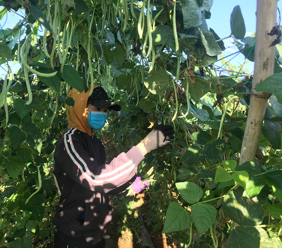 Người dân xã Chư Á (TP. Pleiku) thu hoạch đậu cô ve. Ảnh: Nguyễn Hồng Người dân xã Chư Á thu hoạch đậu cô ve. Ảnh: Nguyễn Hồng