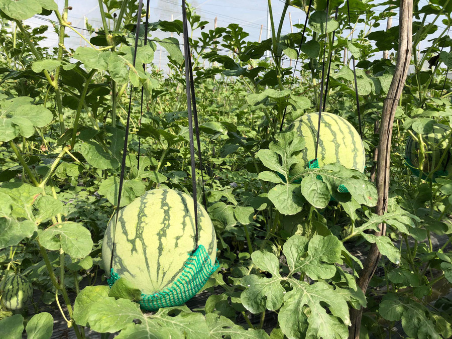 Anh Quyến dùng dây ni lông để treo cố định và phần lưới mắc như chiếc võng để bao bọc trái dưa. Ảnh: Duy Tân