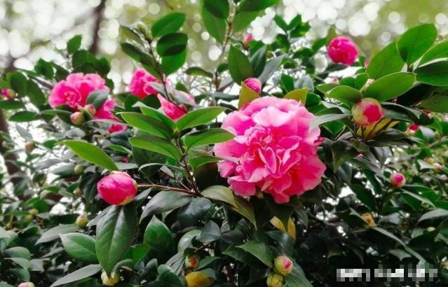 Cây cảnh: Hoa trà Cây cảnh: Hoa trà