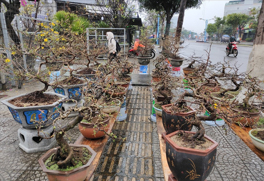  Những ngày này, các chủ vườn mai đã bắt đầu bày bán cây trên các tuyến đường.