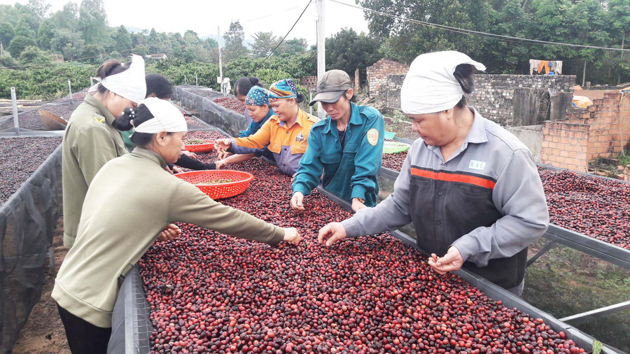 Chế biến cà phê sạch ở Chư Păh (ảnh chụp trước tháng 4-2021). Ảnh: P.V