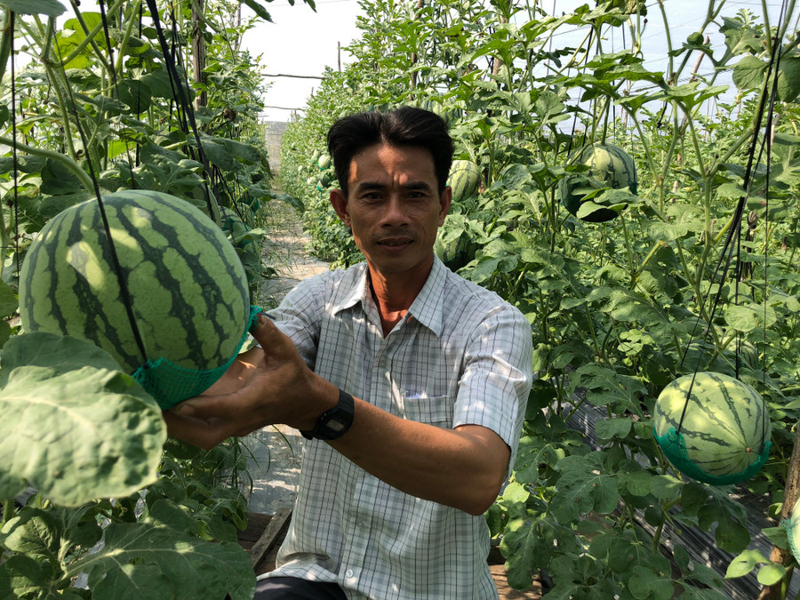 Với cách làm sáng tạo, anh Quyển có lợi nhuận cao trong vụ dưa tết. Ảnh: Duy Tân