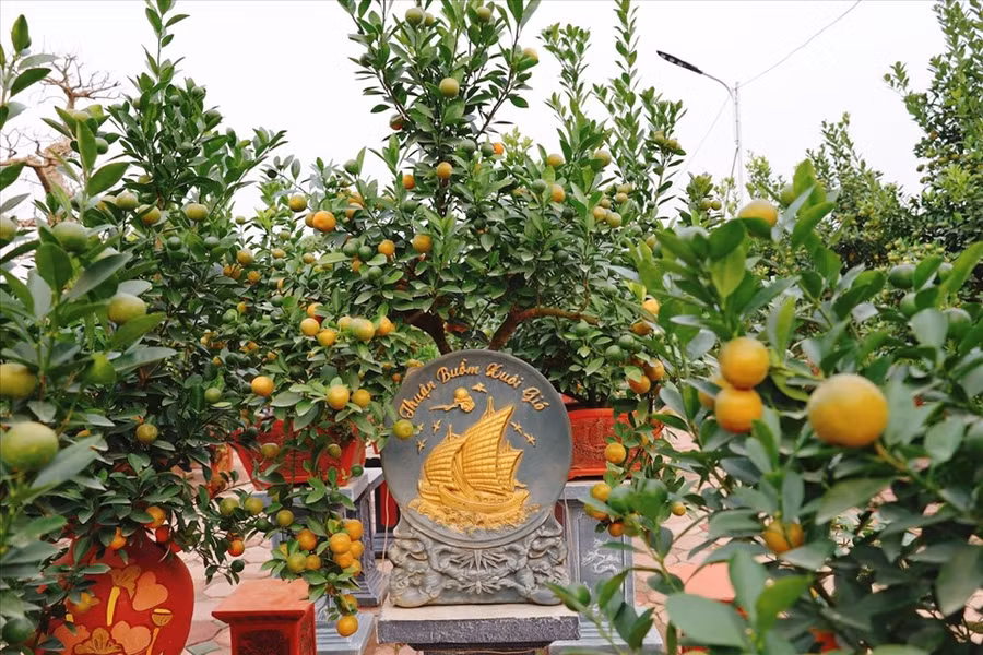 Một cây quất có dáng “Thuận buồm xuôi gió” có giá từ 3 triệu đồng/cây. Ảnh: N.T
