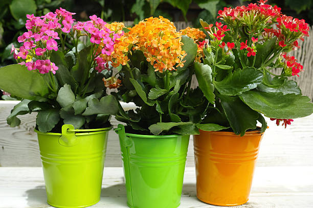 Cây cảnh sống đời. Ảnh Istockphoto Cây cảnh sống đời. Ảnh Istockphoto