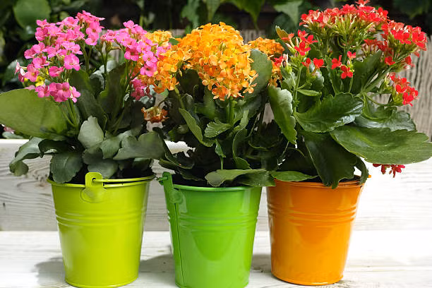 Cây cảnh sống đời. Ảnh Istockphoto