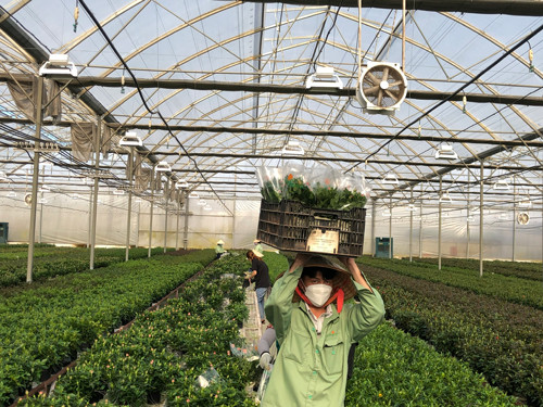 Công nhân Dalat Hasfarm thu hoạch hoa chậu để cung cấp cho thị trường dịp Tết Công nhân Dalat Hasfarm thu hoạch hoa chậu để cung cấp cho thị trường dịp Tết