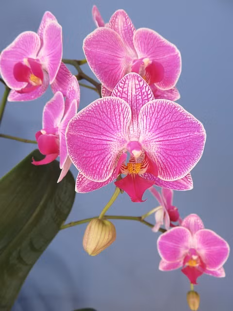 Cây cảnh lan hồ điệp. Ảnh PIXABAY