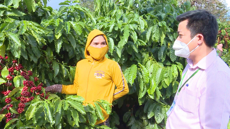 Cán bộ Phòng Giao dịch Ngân hàng Chính sách Xã hội huyện Đức Cơ tham quan vườn cà phê của gia đình chị Kpuih H’Đel. Ảnh: Quang Tấn