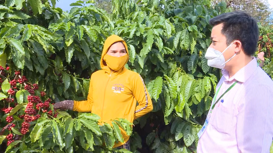 Cán bộ Phòng Giao dịch Ngân hàng Chính sách Xã hội huyện Đức Cơ tham quan vườn cà phê của gia đình chị Kpuih H’Đel. Ảnh: Quang Tấn