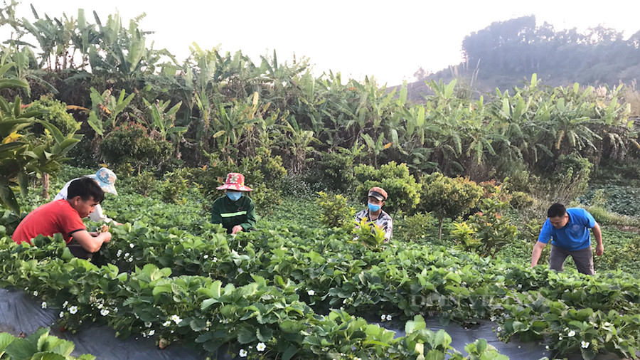  Dâu tây đang từng bước khẳng định giá trị kinh tế qua từng mùa quả ngọt. Ảnh: Văn Ngọc