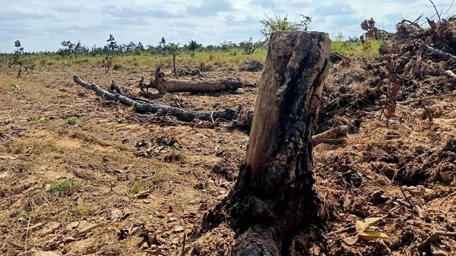 Nhiều vạt rừng bị chặt hạ để lấy đất. Ảnh: Hoàng Bình