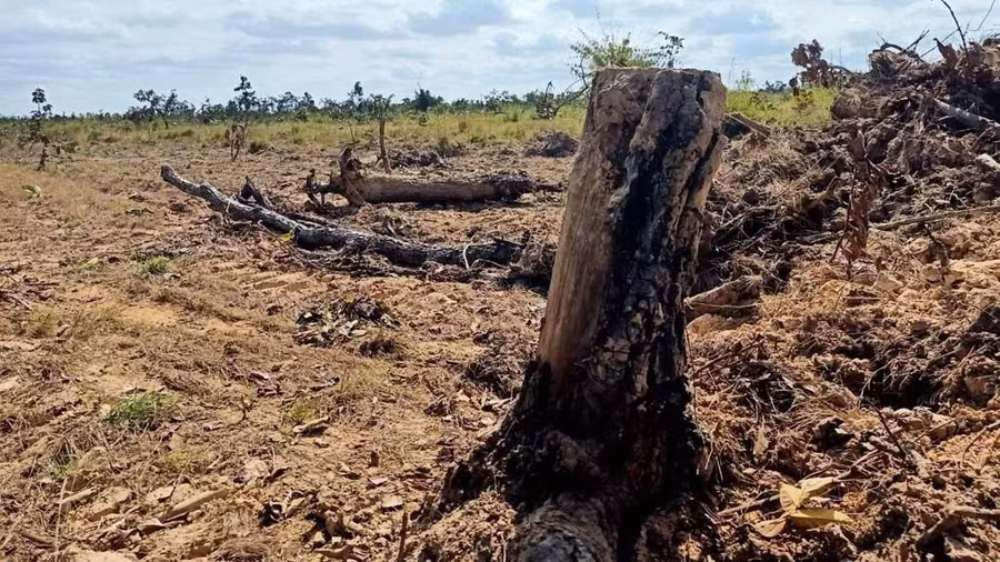 Nhiều vạt rừng bị chặt hạ để lấy đất. Ảnh: Hoàng Bình